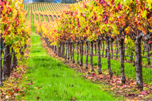 Rows of grapevines with vibrant autumn leaves in a vineyard.